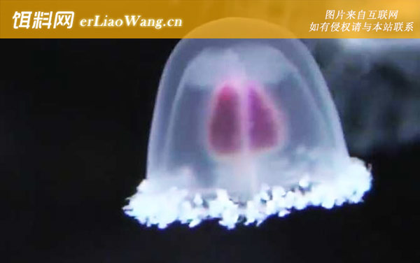 灯塔水母:分布范围