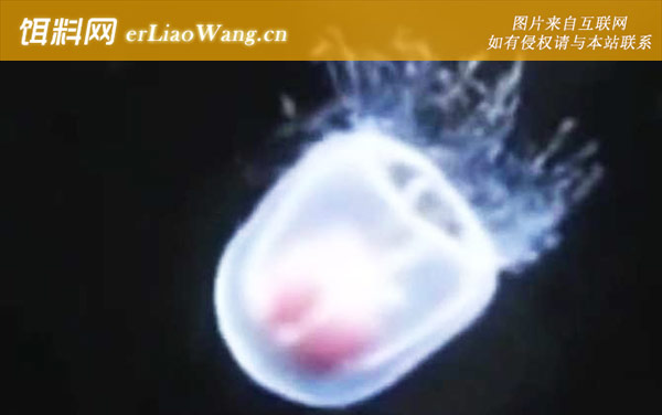 灯塔水母:生活习性