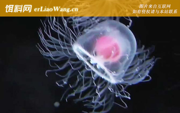 灯塔水母:生活习性