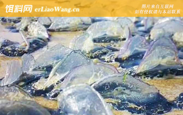 帆水母:生活习性