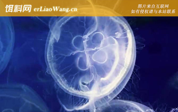 海月水母是什么动物-分布范围