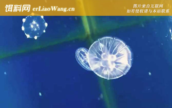 海月水母:生活习性