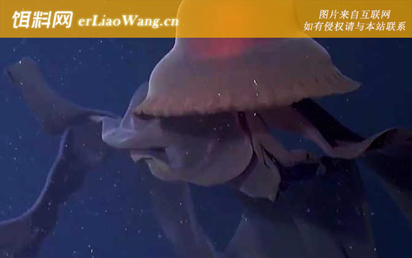 冥河水母:分布范围