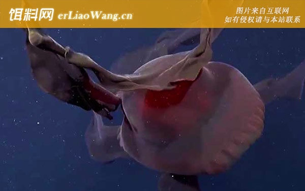 冥河水母:生活习性