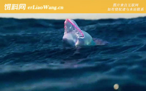 僧帽水母:分布范围