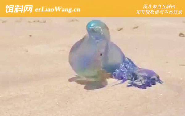 僧帽水母:生活习性