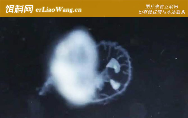 桃花水母:分布范围