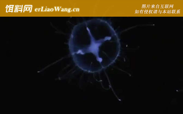 桃花水母:生活习性