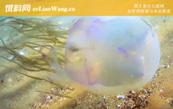 箱水母:分布范围