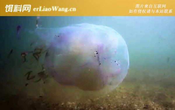 箱水母:生活习性