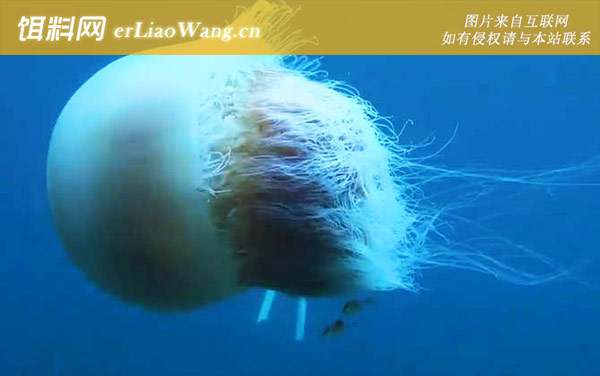 野村水母:分布范围