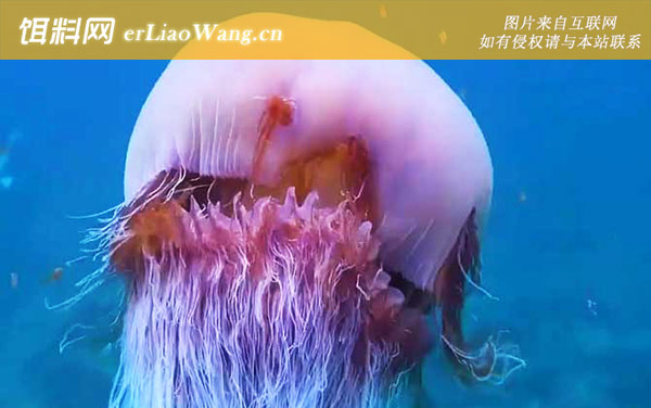 野村水母:生活习性