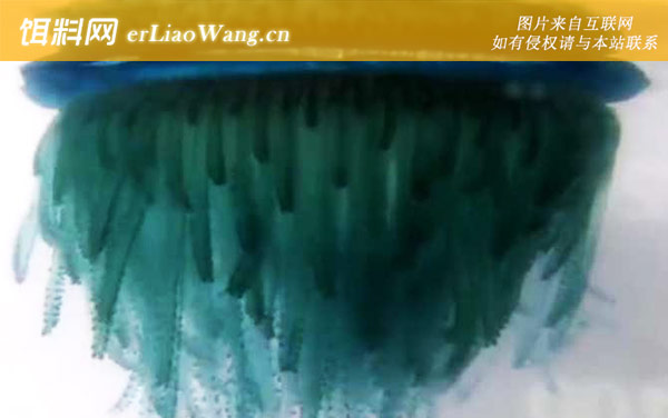 银币水母:分布范围