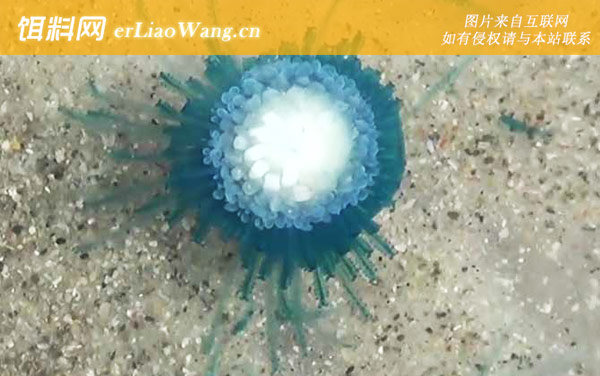 银币水母:生活习性