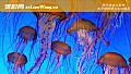 《海蜇是水母吗?》封面图