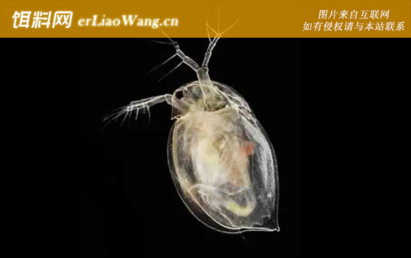 水蚤:生活习性