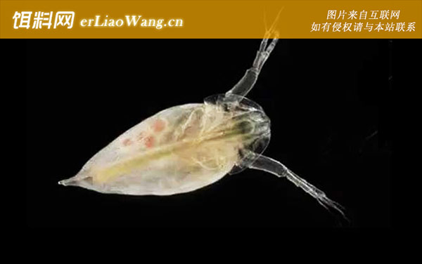 水蚤:养殖方法
