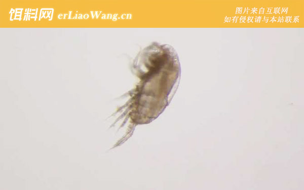 水蚤:实时捞取