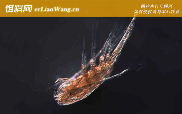 剑水蚤:栖息环境