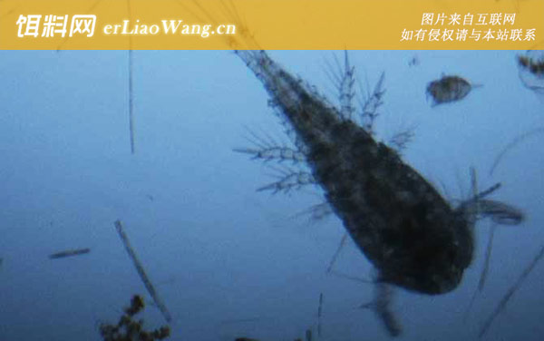 剑水蚤:摄食习性