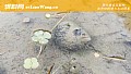 《田螺是什么动物?》封面图