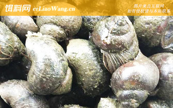 田螺是什么动物-分布范围