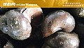 《田螺吃什么食物?》封面图