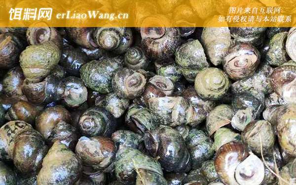 田螺:种螺采集