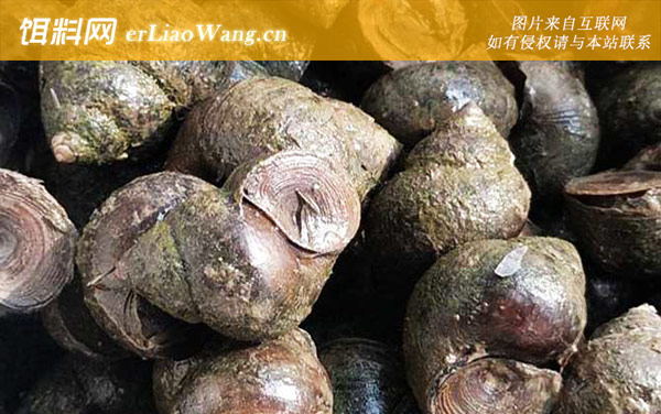田螺:食用价值