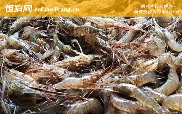 孕妇可以吃虾吗-注意事项