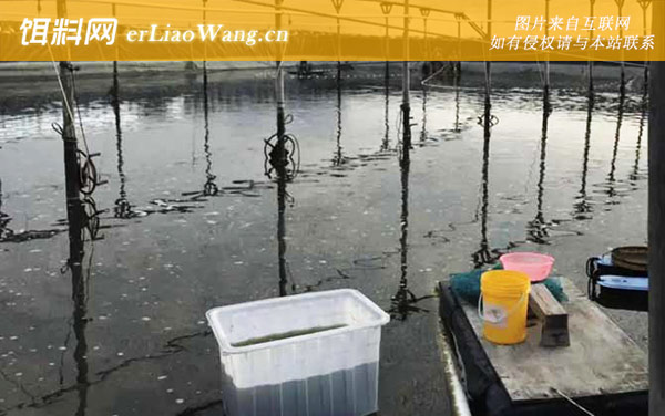 大棚养虾:虾苗放养