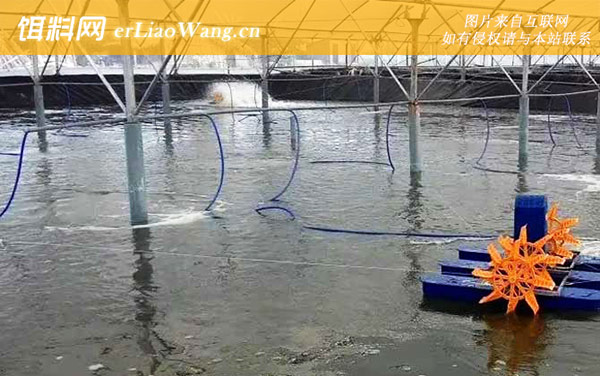 大棚养虾:病害防治