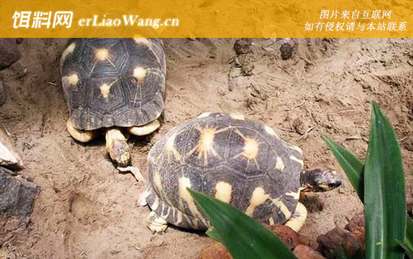 苏卡达陆龟:马达加斯加陆龟