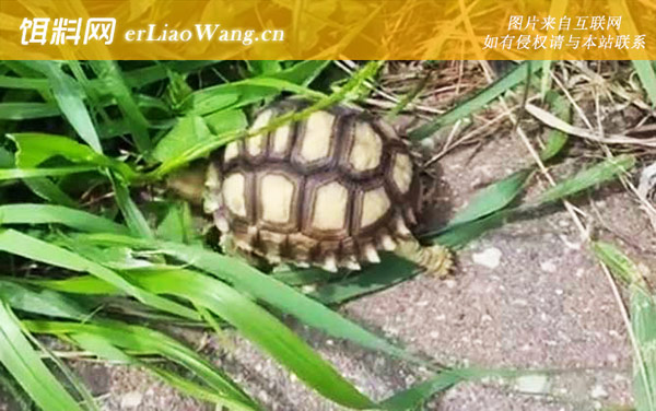 苏卡达陆龟:苏卡达陆龟