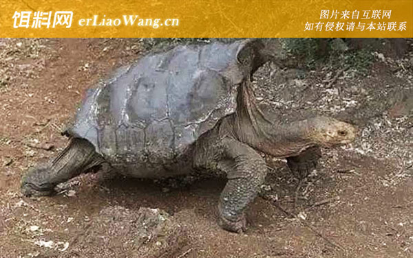 红腿陆龟:阿根廷象龟