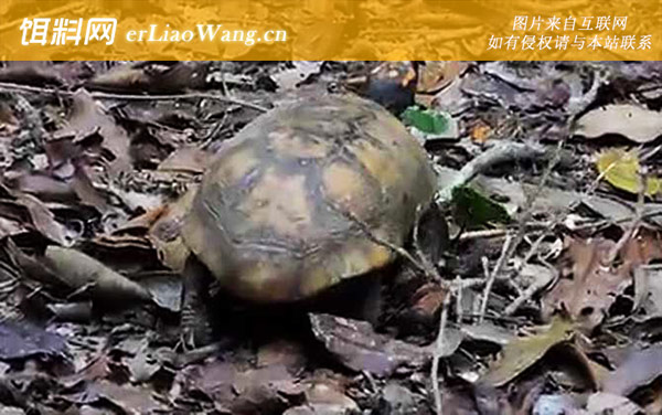豹纹陆龟:黄腿陆龟