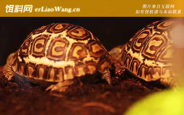 印度星龟:豹纹陆龟