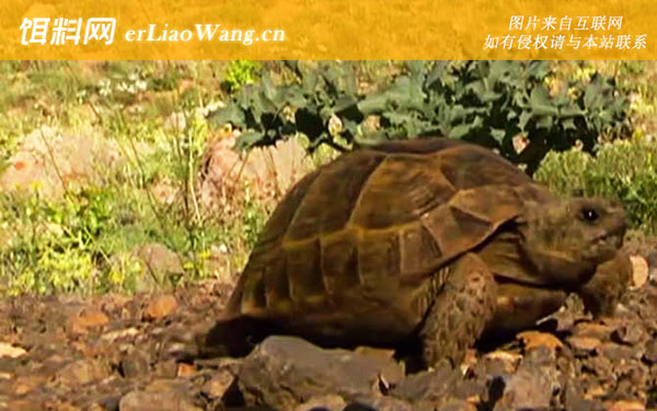 缅甸星龟:印度星龟