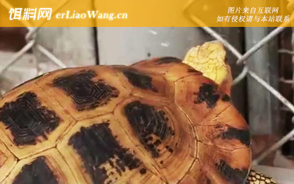 辐射龟:缅甸星龟