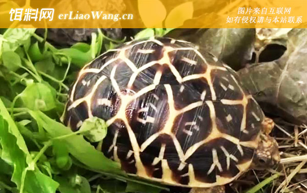 马达加斯加陆龟:辐射龟