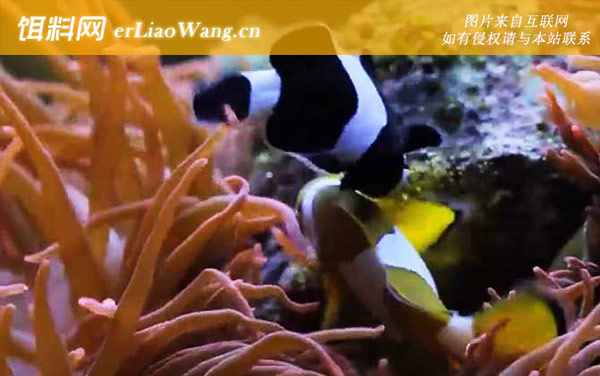 小丑鱼:分布范围