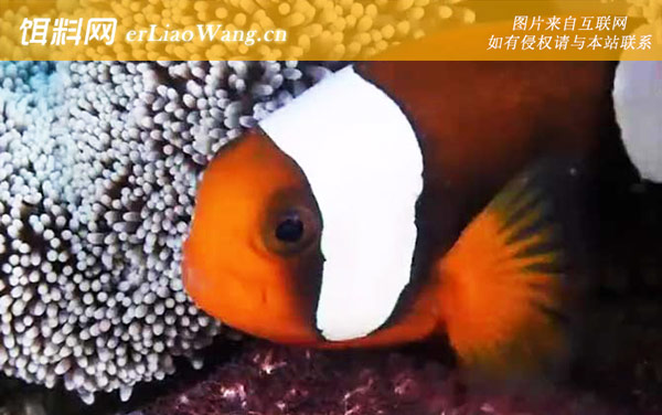 小丑鱼:生活习性