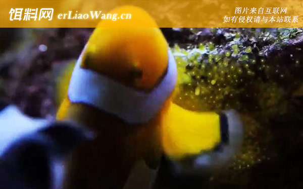 小丑鱼:饲养方法