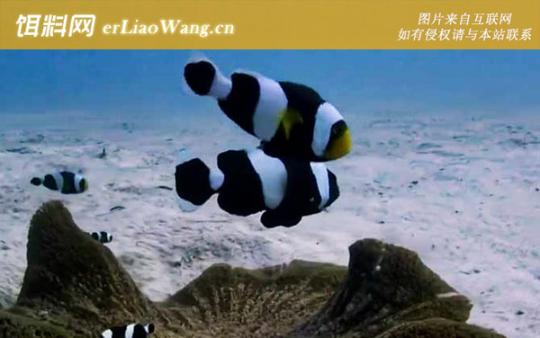 小丑鱼:饲养方法