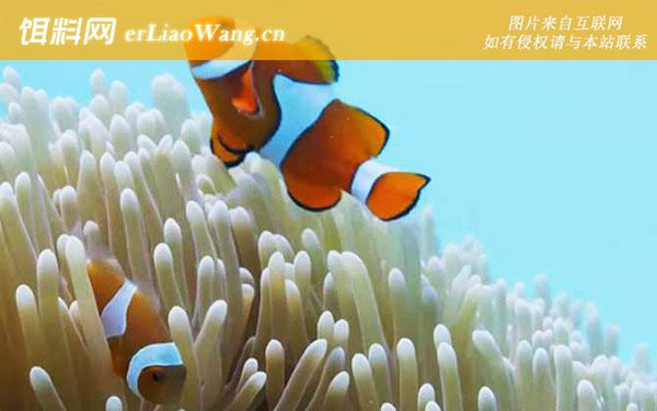 小丑鱼:病害防治