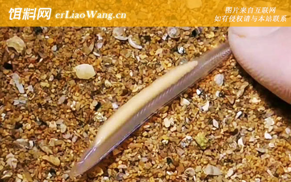 海鱼:鱼的祖先是谁？