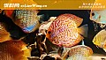 《鱼的记忆有多久？》封面图