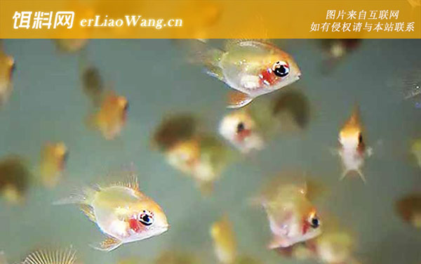 鱼:尾鳍形状