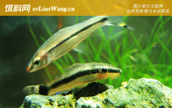 鱼缸清洗:鱼缸消毒