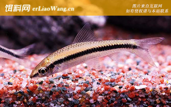 鱼缸清洗:注意事项